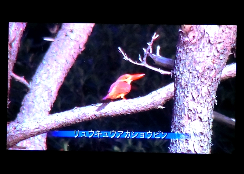 CIMG7489_R