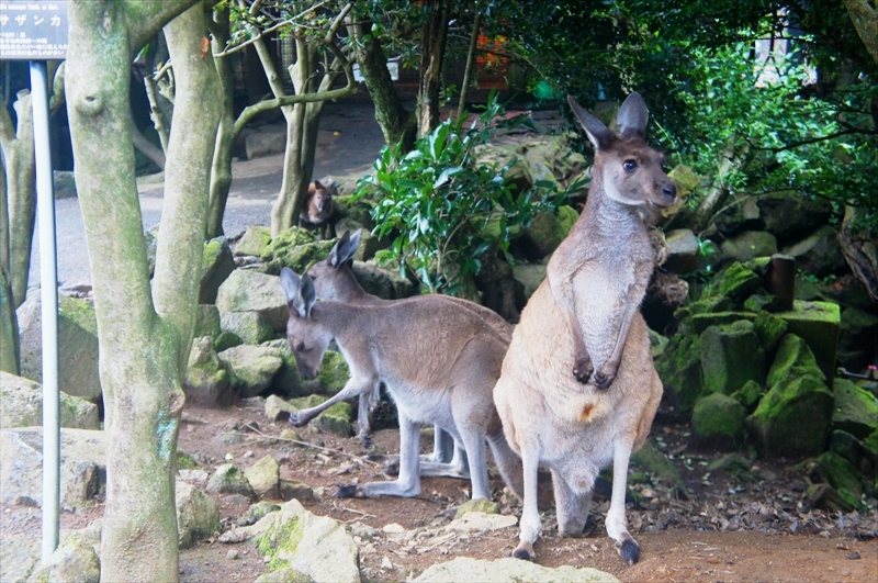 DSC02744_R