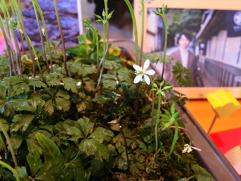CIMG5942_R