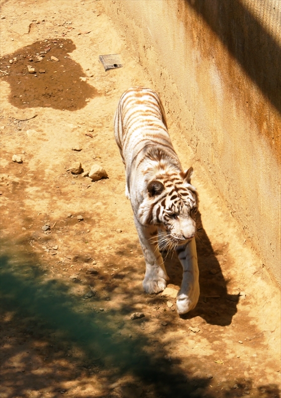 DSC08620_R