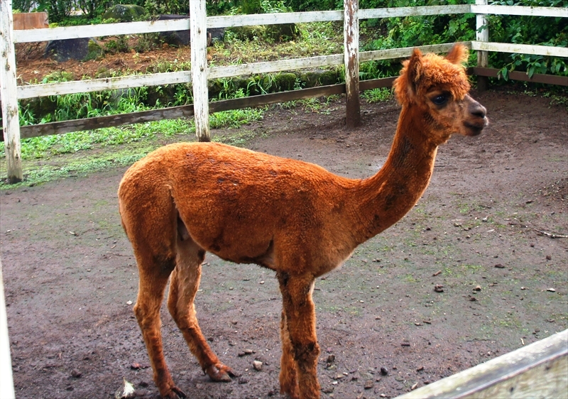DSC02173_R