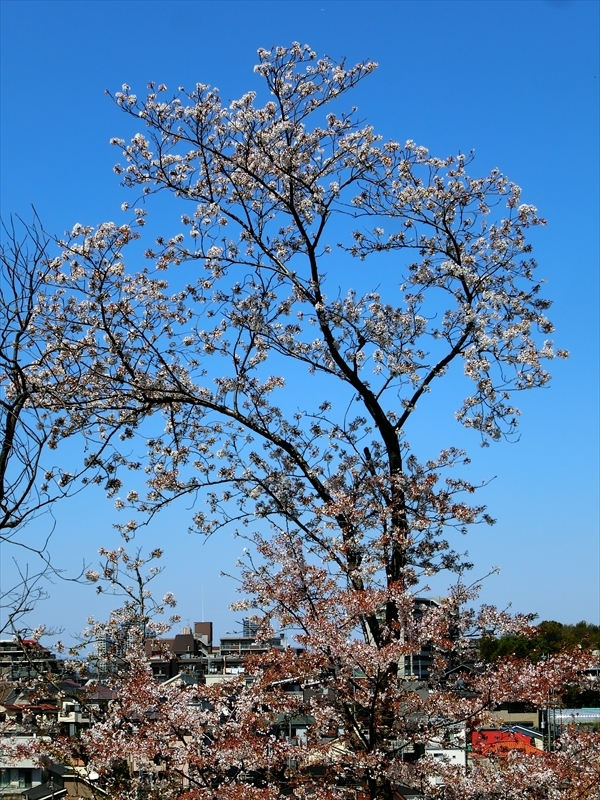 CIMG1383_R