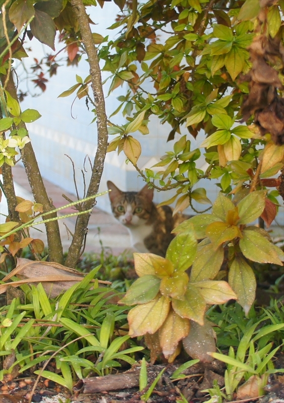 DSC00786_R