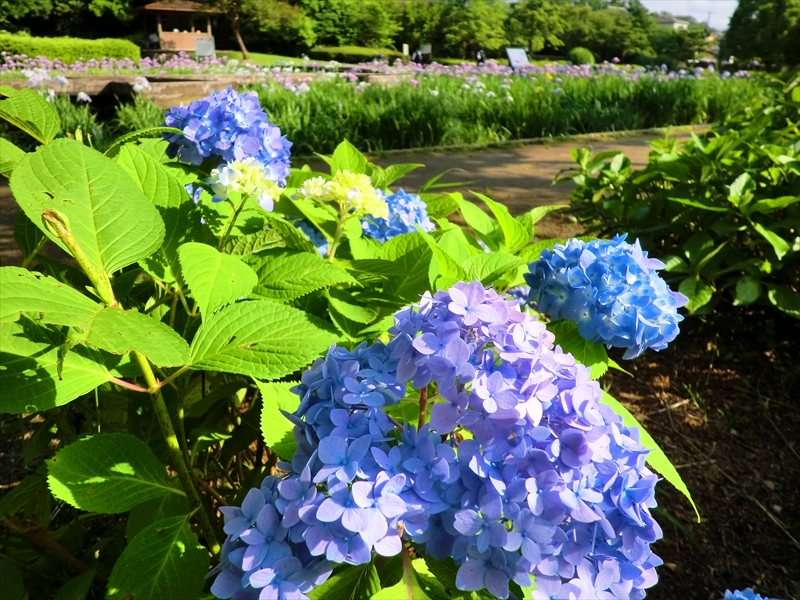 CIMG0124_R
