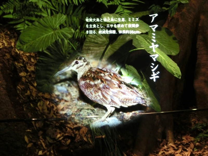 CIMG0455_R