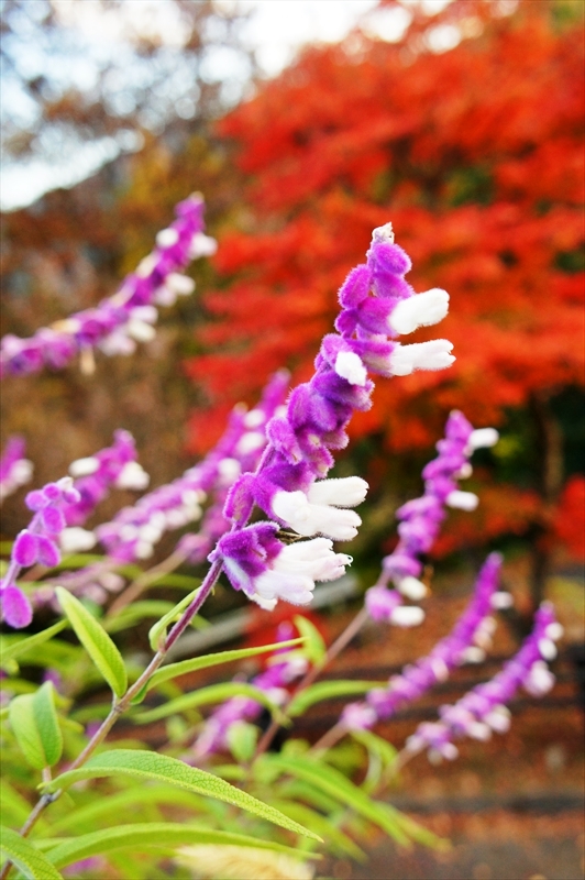 DSC01533_R