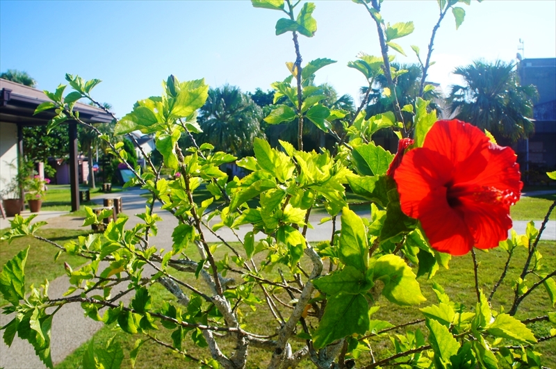 DSC00703_R