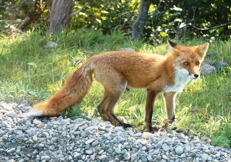 DSC00887_R