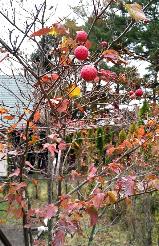 DSC_0296_R