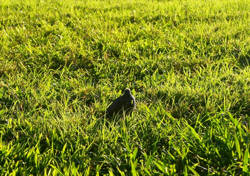 DSC00316_R