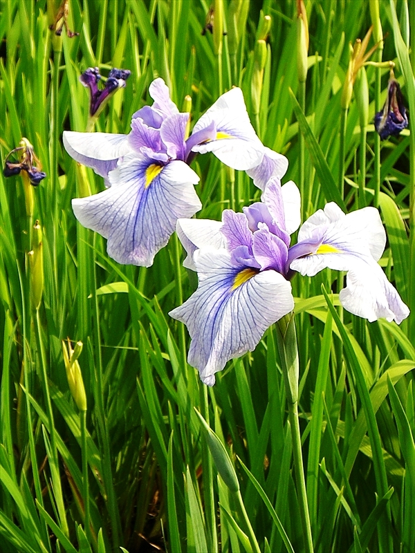 CIMG8875_R