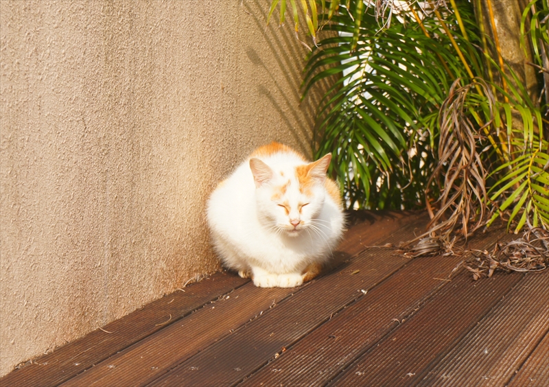 DSC00659_R