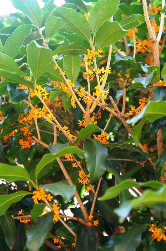 DSC01551_R