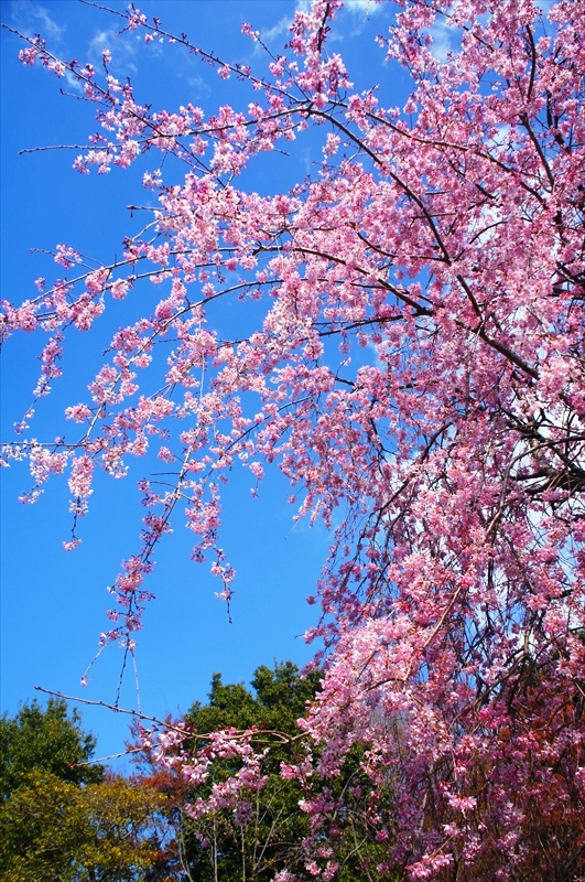 DSC02551_R