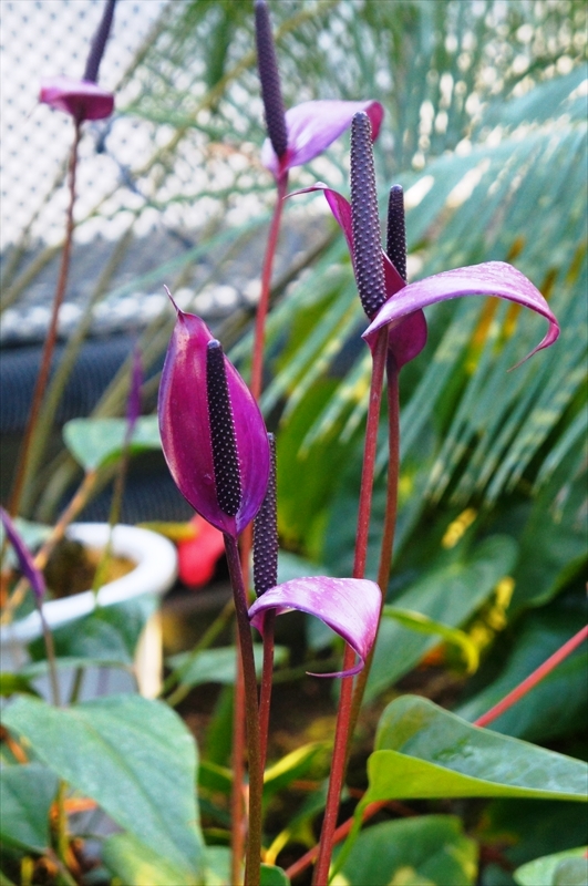 DSC00168_R