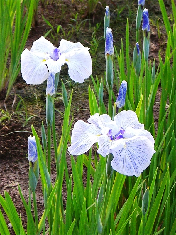 CIMG8809_R