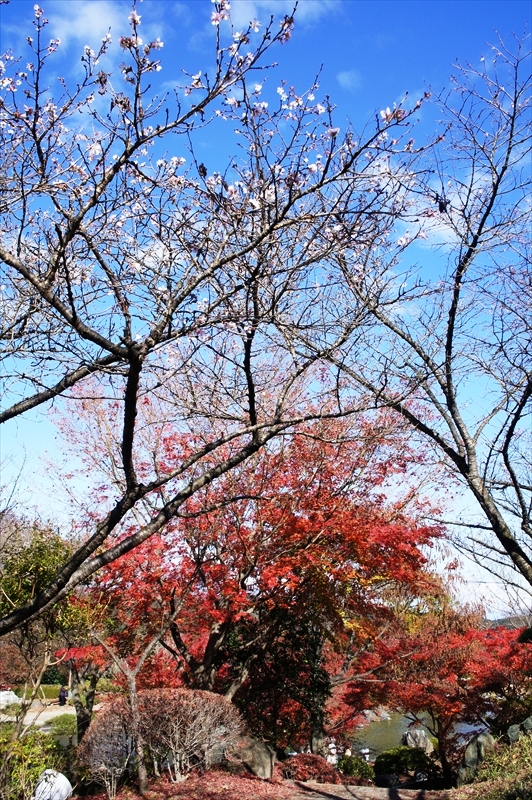 DSC01371_R