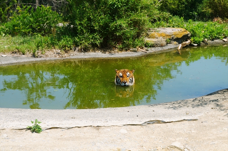 DSC08675_R