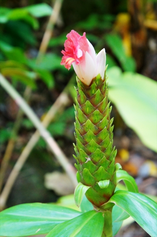 DSC08291_R