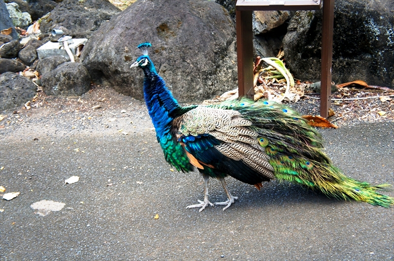 DSC08338_R