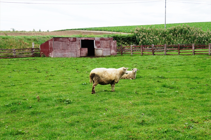 DSC00545_R