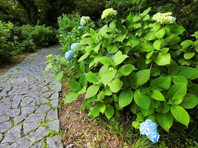 CIMG2884_R