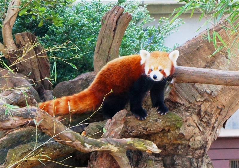 DSC00118_R