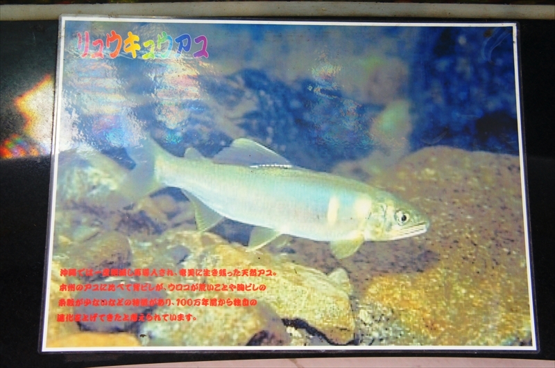 DSC00271_R