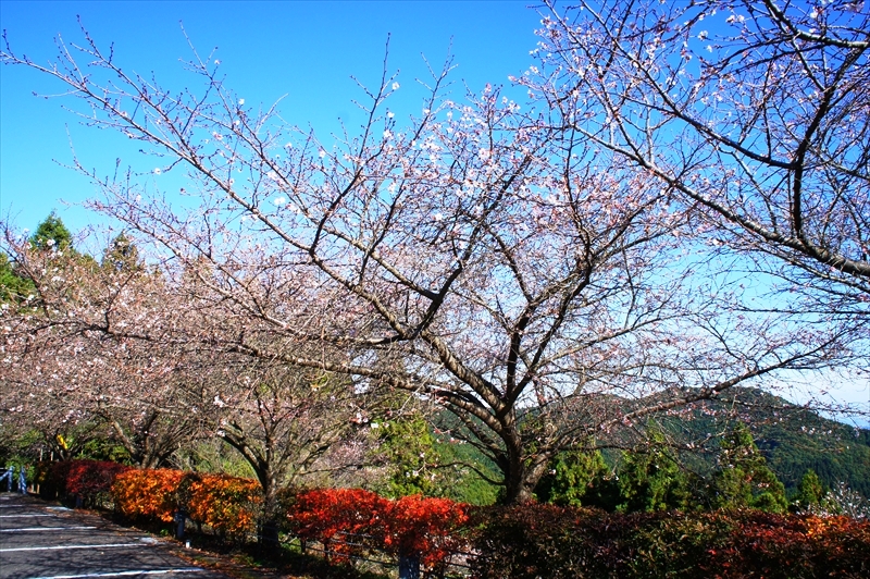 DSC01354_R