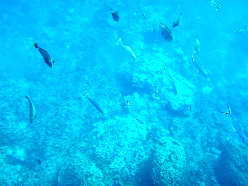 DSC08700_R