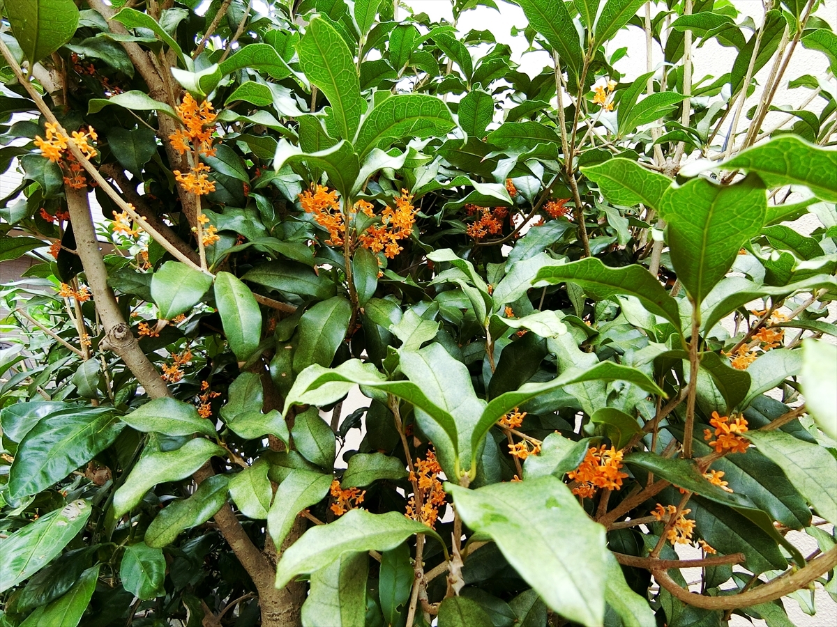 CIMG8433_R