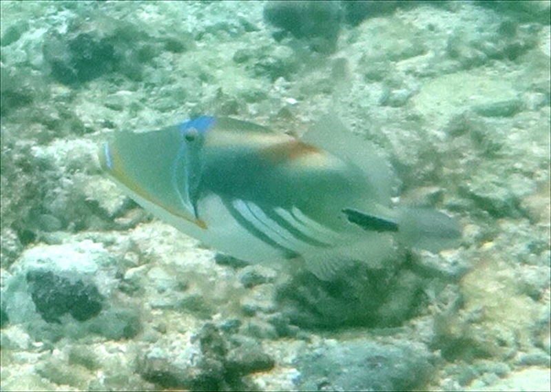 DSC00517_R