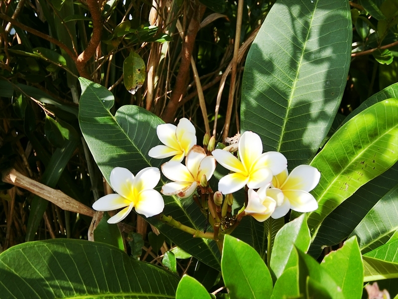 CIMG5499_R