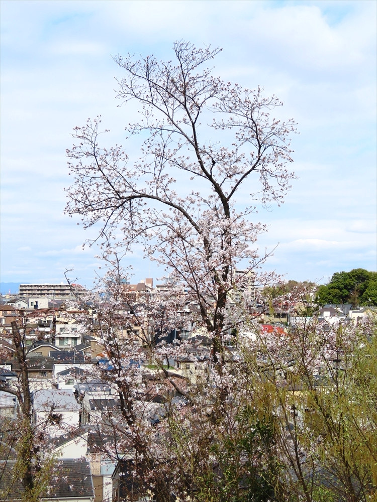 IMG_2911_R