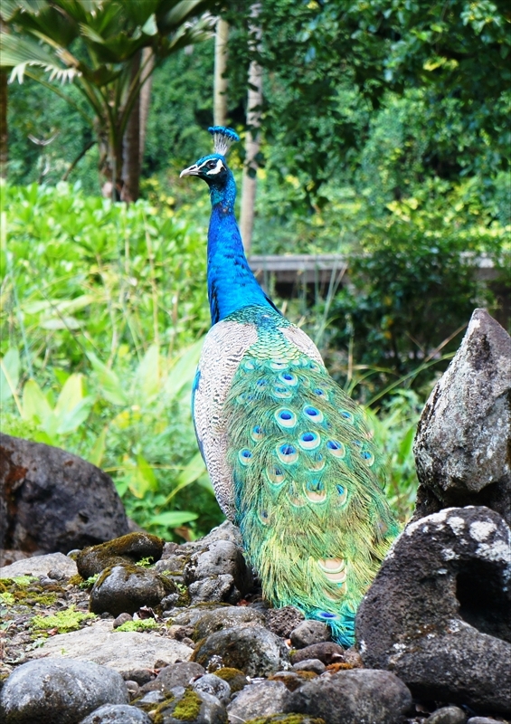DSC08340_R