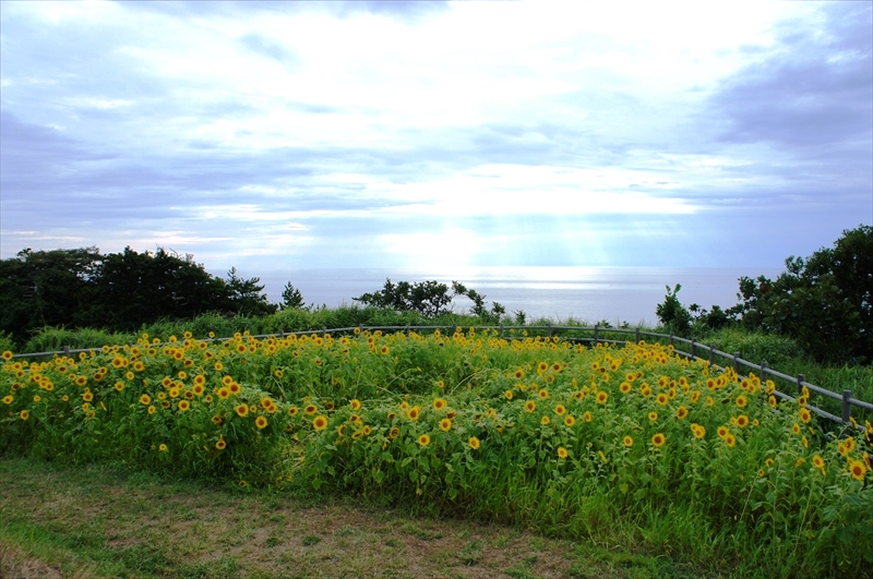 DSC05520_R