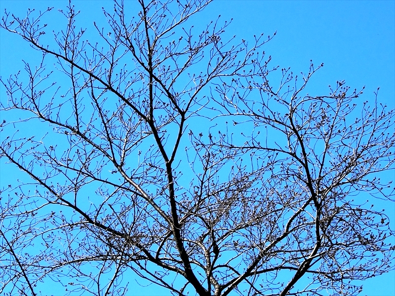 CIMG2327_R