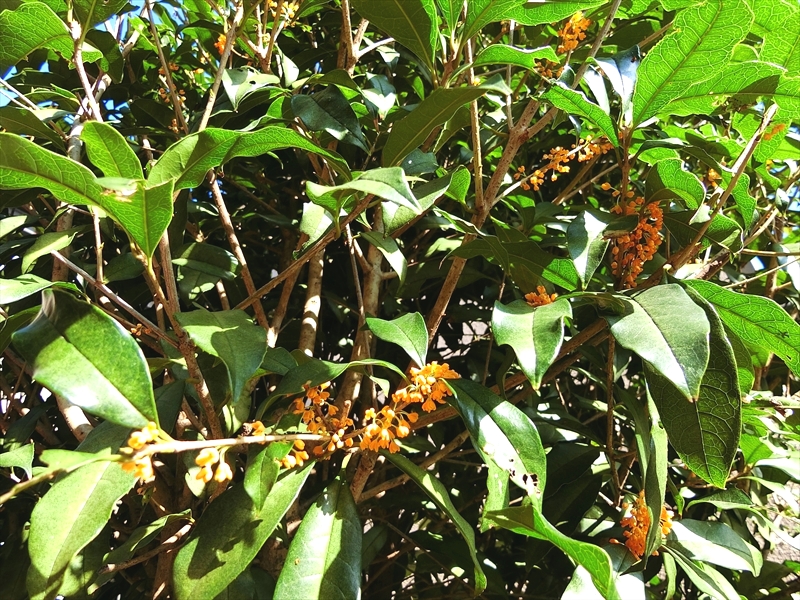 CIMG9577_R