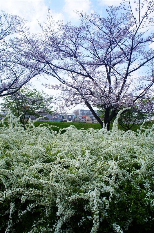 DSC02570_R