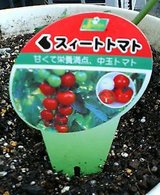 トマト