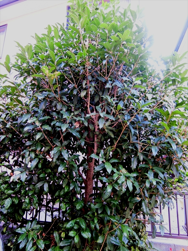 CIMG0640_R