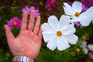 でか!