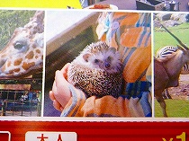 ハリネズミ