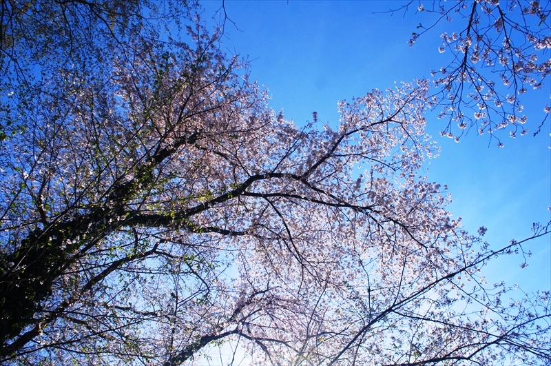 DSC00389_R