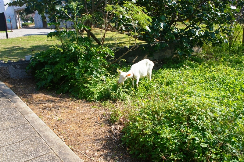 DSC01136_R
