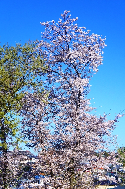 DSC00925_R