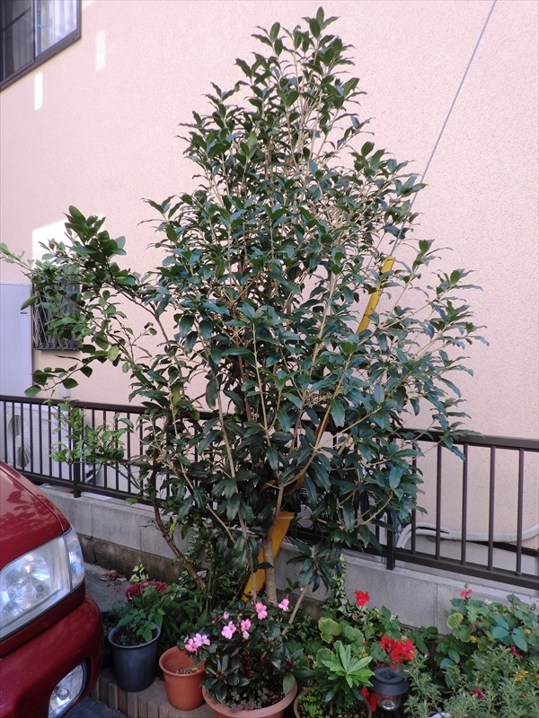 CIMG5332_R
