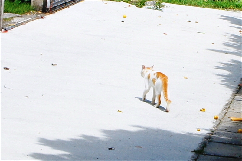 DSC00961_R
