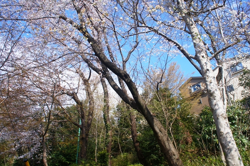DSC02520_R