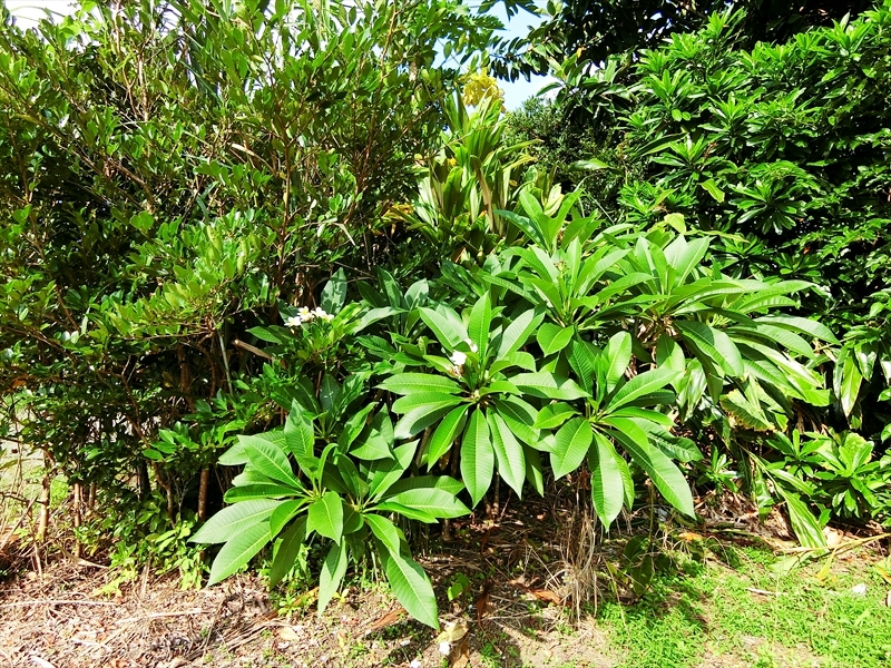 CIMG5498_R